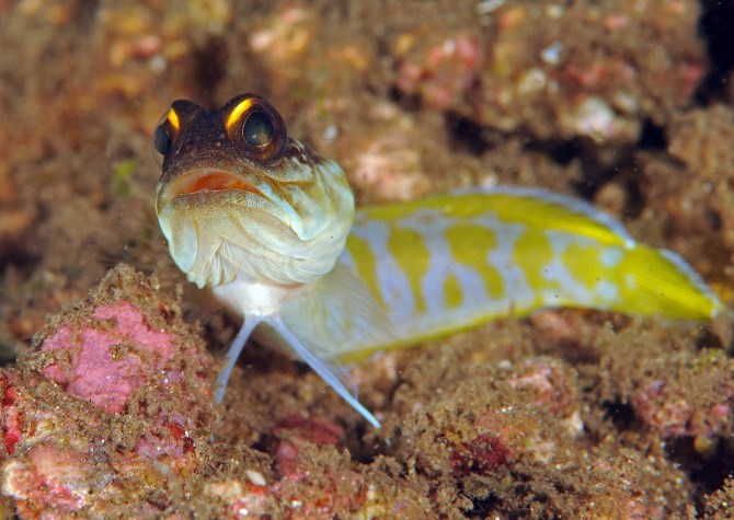 17 Gold Barred Jawfish.jpg